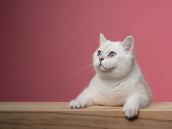 White British Shorthair Cat: Info, Pictures, Facts & History