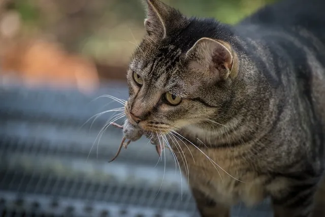 Working Cats: Felines That Have Important Jobs & How to Have One
