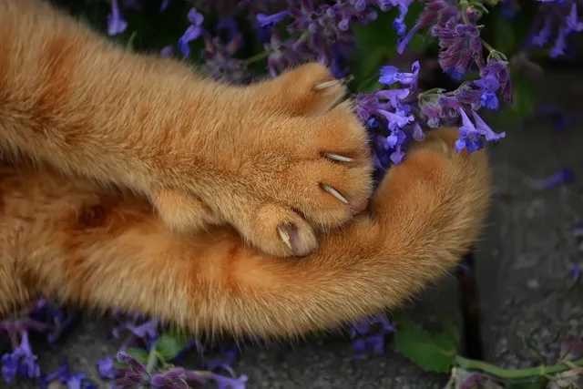 Why Do Cats Stretch Their Claws? 7 Vet Reviewed Reasons & Tips