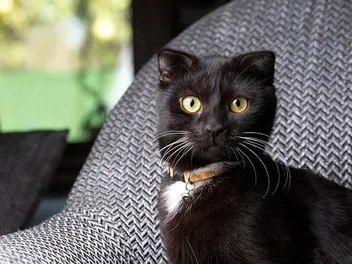 Black Scottish Fold Cat: Info, Pictures, Facts & History