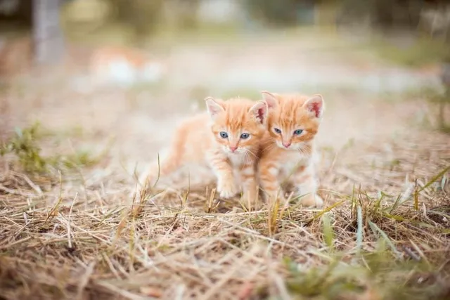 Will Sibling Cats Mate? Vet-Reviewed Ethical Issues & Prevention Tips
