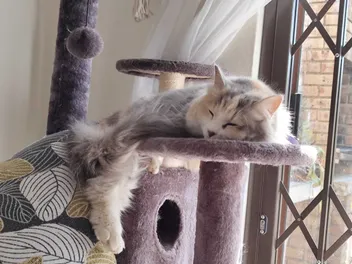 Moving with Cats: Ivy's Tips for Stress-Free Relocation