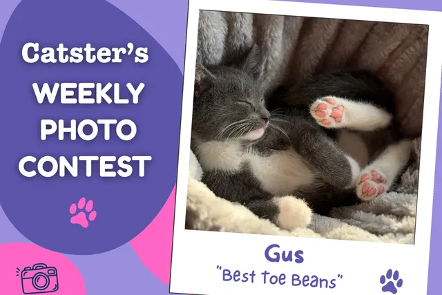 Catster’s Weekly Photo Contest Winners: Best Toe Beans (September 28, 2026)
