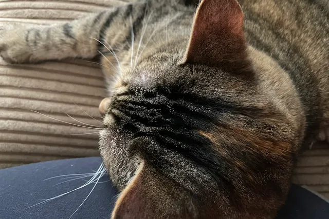 Cat Dogs: Cats for People Who Think They Don’t Like Cats