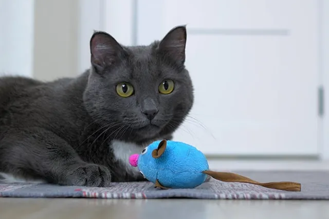 How to Satisfy Cat Hunting Instincts: 7 Vet-Verified Tips