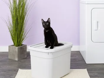 9 Best Litter Boxes for Picky Cats in 2026 - Reviews & Top Picks