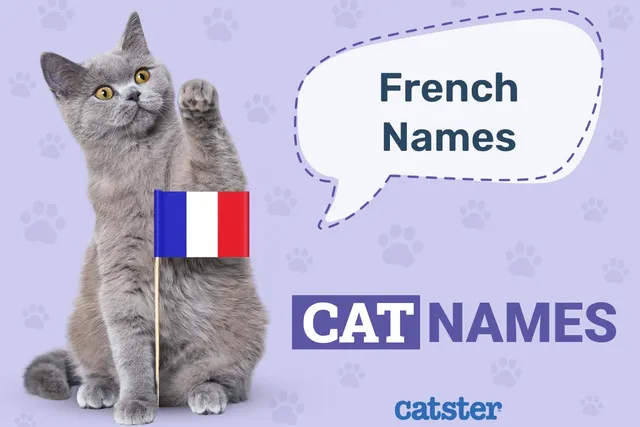 125 French Cat Names: Great Ideas for Your Stylish Cat