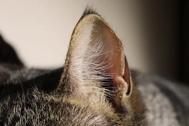 Is It True That All Cats Have Henry's Pocket? Vet-Verified Facts & FAQ