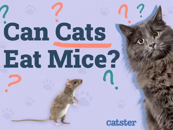 Can Cats Eat Mice? Vet-Reviewed Facts & Safety Guide