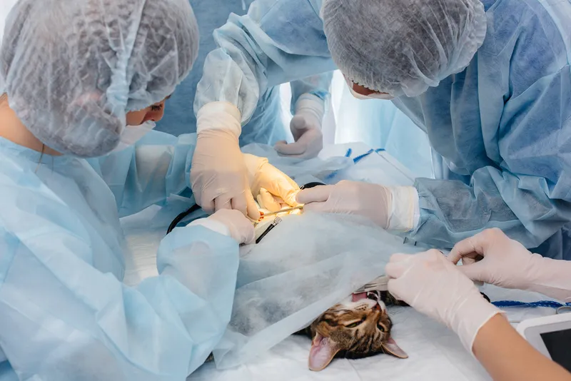 vets performing surgery on cat on the operating table