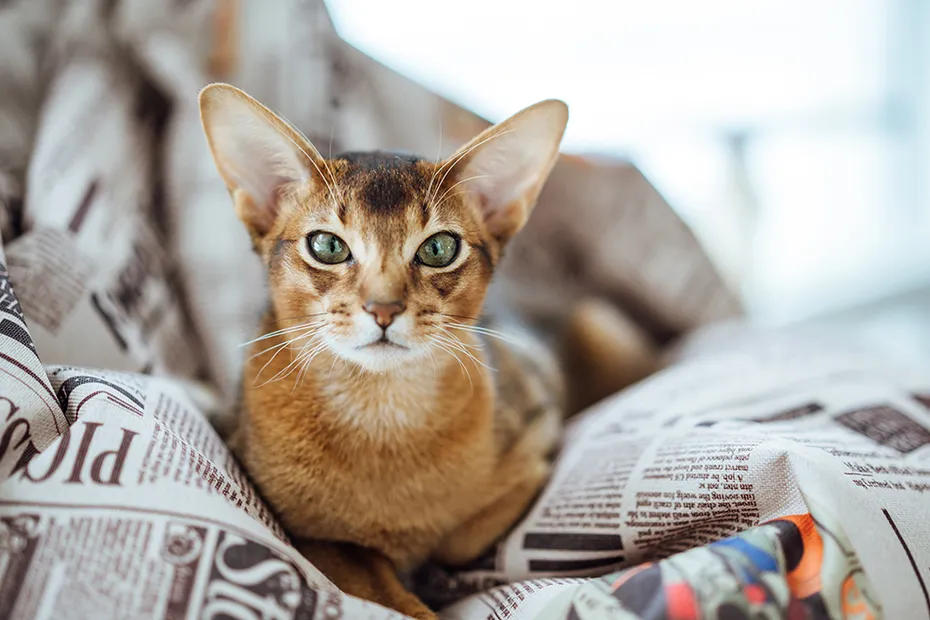 purebred abyssinian cat resting on the bean bag
