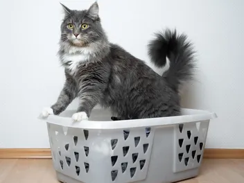 Why Do Cats Like Laundry Baskets So Much? Vet-Verified Reasons & Safety Tips