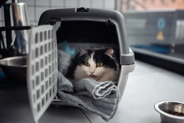 Moving With an Outdoor Cat: 12 Vet-Approved Tips to Consider