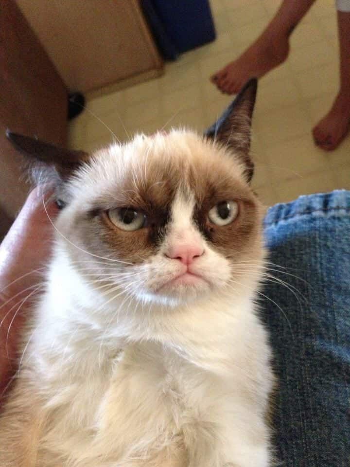 What Breed of Cat Was Grumpy Cat? Feline Celebrity Facts