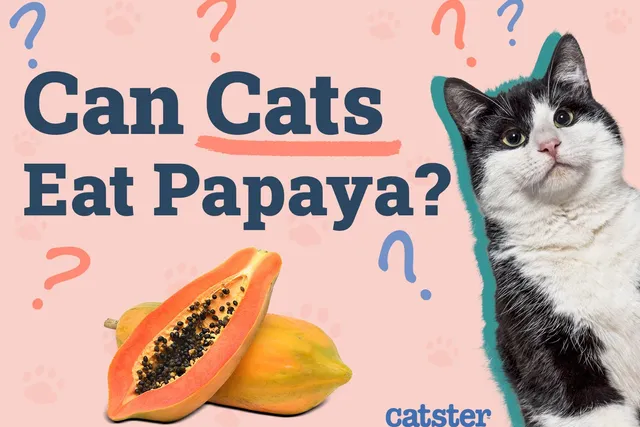 Can Cats Eat Papaya? Vet-Approved Nutritional Science & Info