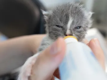 Where No Cat Is Hopeless: Inside Tabby’s Place, the Sanctuary Saving Forgotten Felines