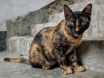 Male Tortoiseshell Cats: Do They Exist & How Rare Are They? Vet-Approved Facts