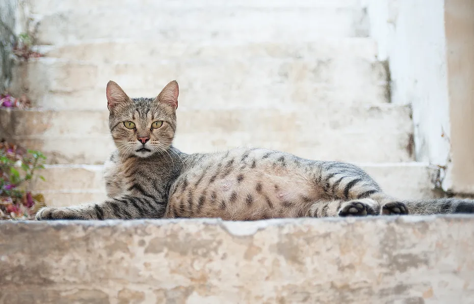 Pregnant cat laying on a staircase