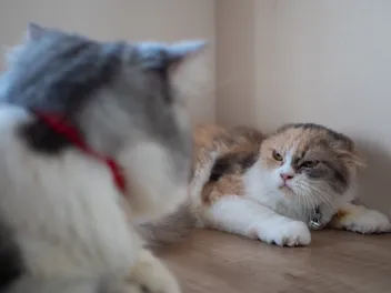 How Much Hissing Is Normal When Introducing Cats? What to Tolerate & Guide (Vet-Reviewed)