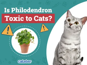 Is Philodendron Toxic to Cats? Vet-Reviewed Houseplants Examined