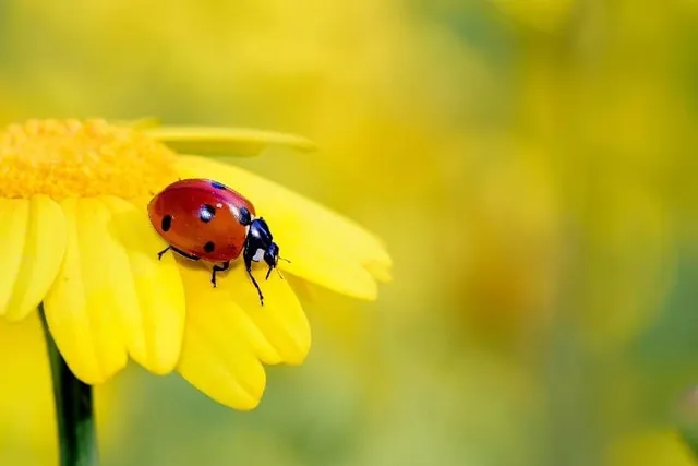 Are Ladybugs Poisonous to Cats? Vet-Confirmed Toxicity