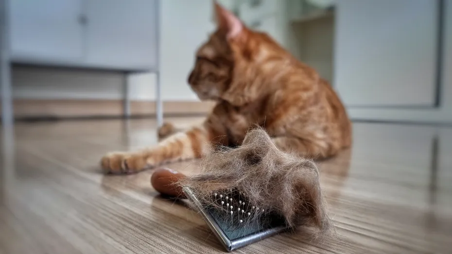 pet hair brush with pet fur clump after grooming cat on the floor