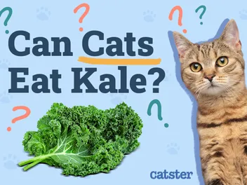 Can Cats Eat Kale? Vet-Reviewed Nutrition Facts & FAQ