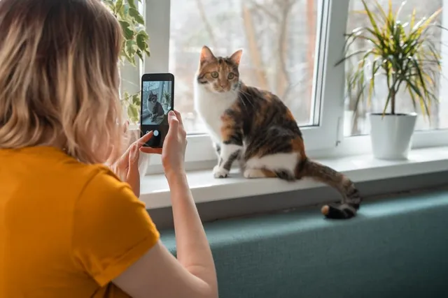 How to Create a Viral Cat Video: 6 Simple Steps