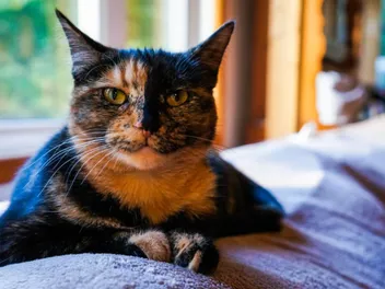 Tortitude: The Unique Tortoiseshell Cat Personality