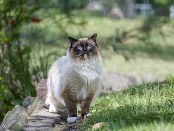 Are Cats Independent? What Science Tells Us (Vet-Reviewed Info)