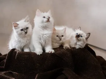 Ragdoll Kittens for Sale in South Carolina: Breeders List 2026