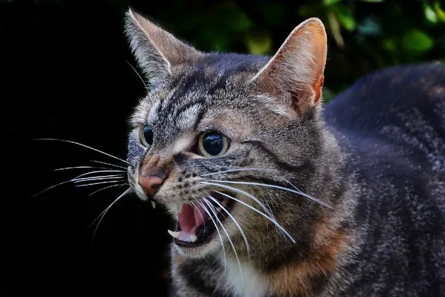 Why Do Cats Hiss? 5 Vet-Reviewed Reasons for This Behavior