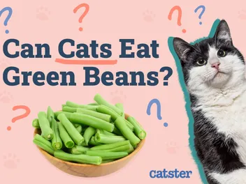 Can Cats Eat Green Beans? Vet-Verified Nutritional Guide