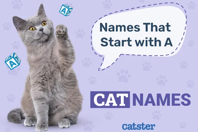 Most Popular Cat Names That Start With A for Your Amazing Pet