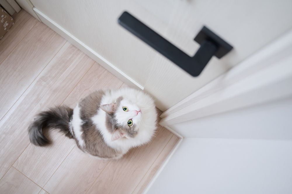 Cat standing outside of a room loocking at the lock