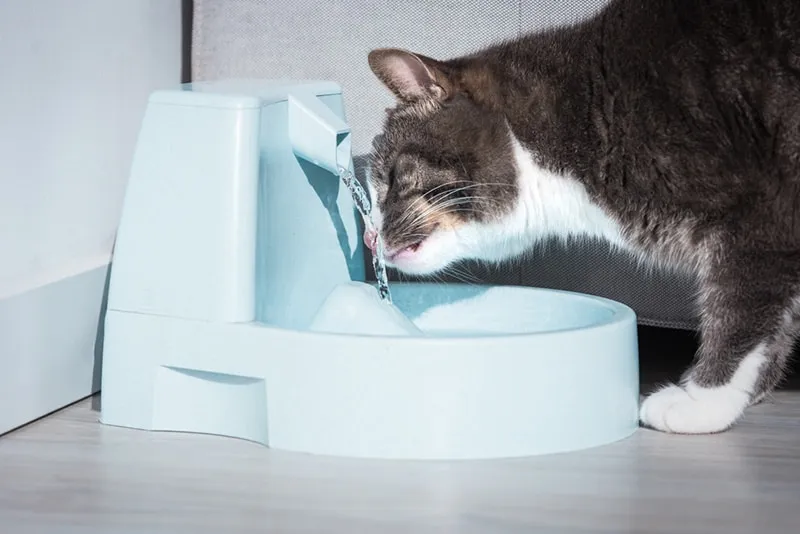 Cute cat drinking from water dispenser or water fountain