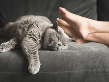 Are British Shorthairs Friendly? The Surprising Answer!