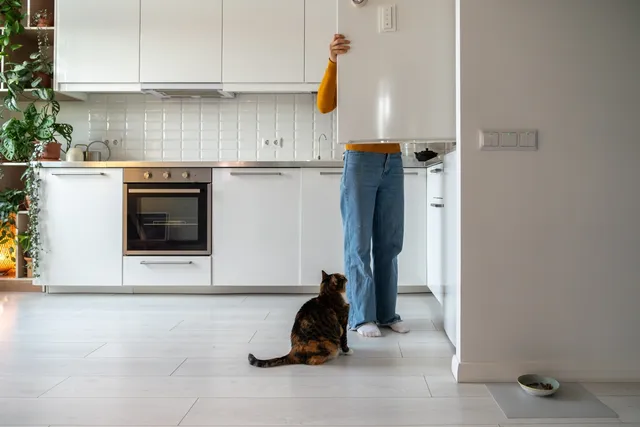 Why Do Cats Prefer a Routine? Vet-Reviewed Facts & FAQ