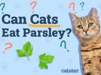 Can Cats Eat Parsley? Vet-Verified Facts & FAQ