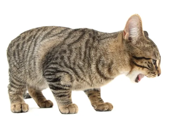 What Does a Cat Hairball Look Like? Vet-Reviewed Facts & FAQ