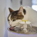 When a Cat Becomes a Water Fountain – Why Cats Vomit After Drinking