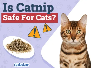 Is Catnip Safe for Cats? Vet-Reviewed Facts & FAQ