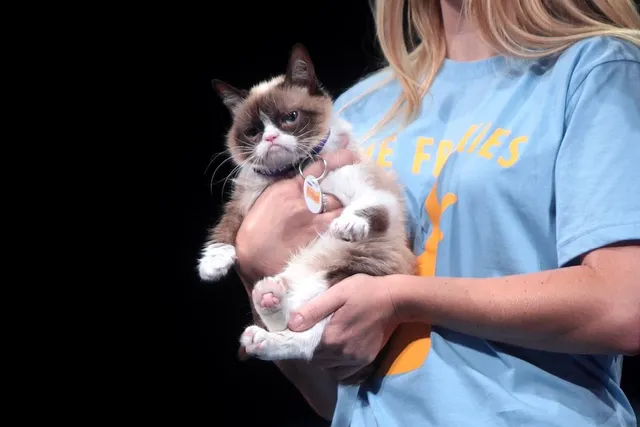 26 Grumpy Cat Memes – Classic & Funny