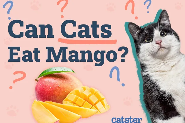 Can Cats Eat Mango? Vet Reviewed Nutrition Facts & Safety Guide