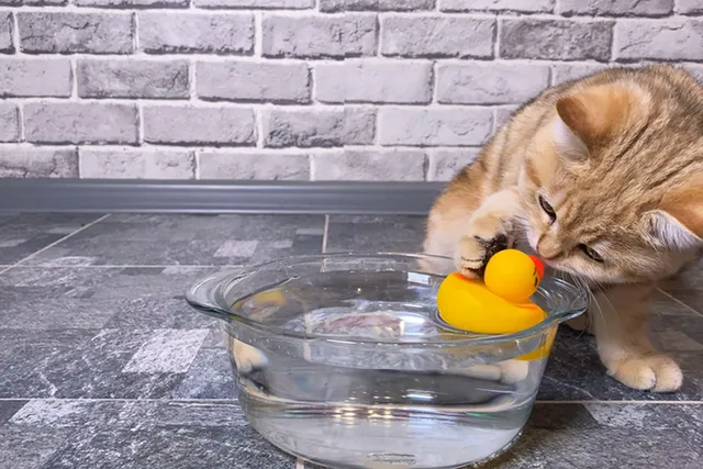 Why Do Cats Put Toys in Their Food Bowl? Behavior Explained