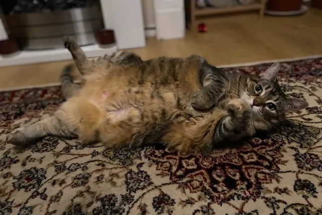 A Cat Owner’s Manual for Pain Part 1: Recognizing Pain