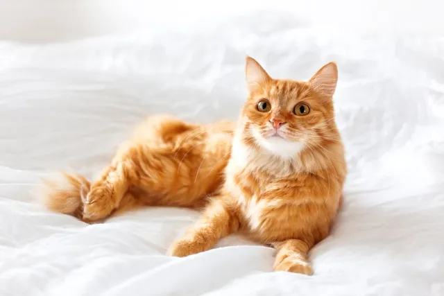 10 Pet-Friendly Hotels In San Francisco (2026 Update)