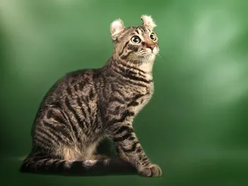 Jungle Curl Breed Info: Pictures, Temperament & Traits