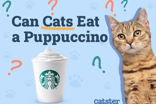 Can Cats Eat a Puppuccino (Pup Cups) From Starbucks? Vet-Verified Nutritional Info