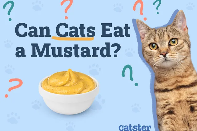 Can Cats Eat Mustard? Vet-Verified Risks & Precautions